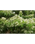 Heptacodium miconioides 